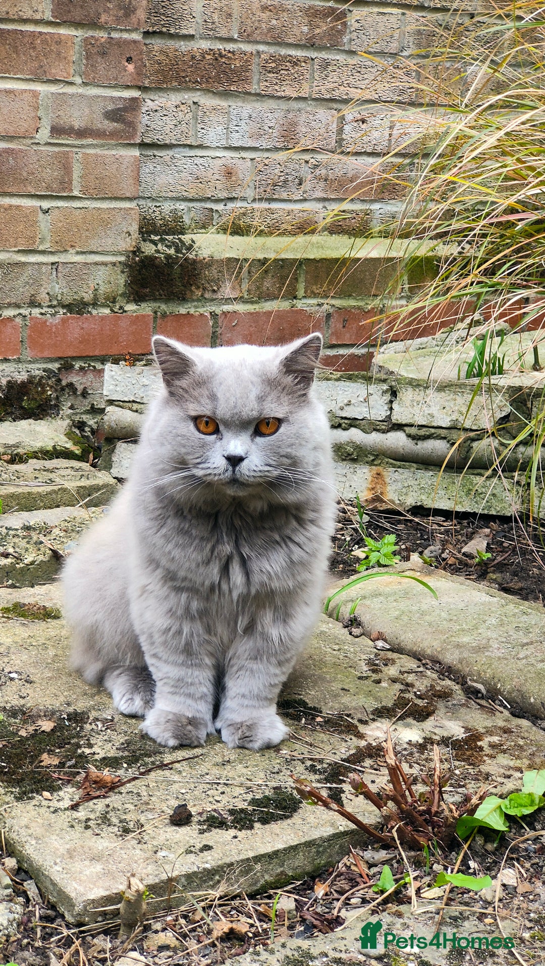 British Longhair cats for stud:  Exclusive British Blue Stud –  Friendly - Image 11