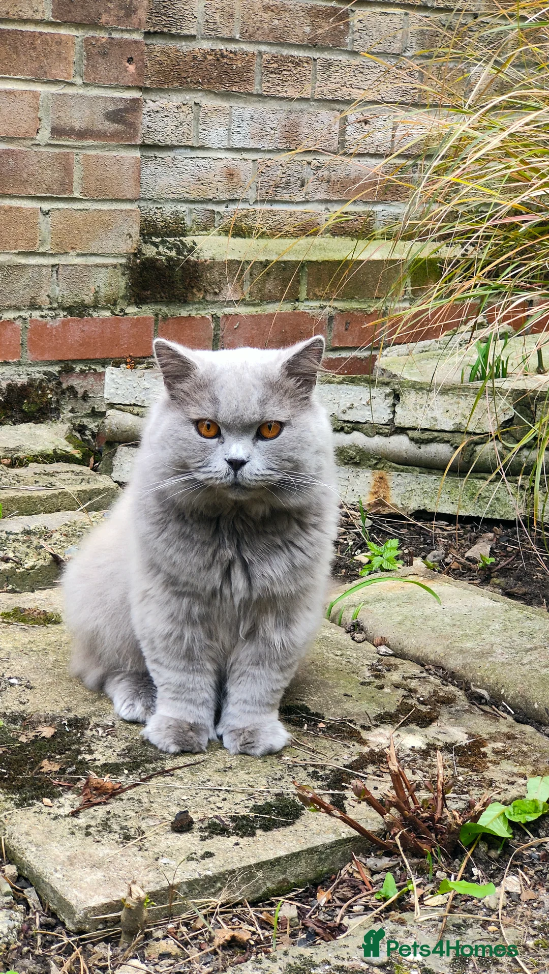 British Longhair cats for stud:  Exclusive British Blue Stud –  Friendly - Advert 4