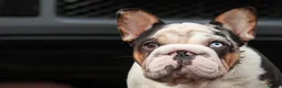 French Bulldog dogs for stud: KC Harliquin Husky Koi Carrying Pink & Testable - Advert 1
