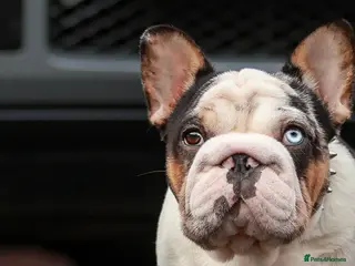 French Bulldog dogs KC Harliquin Husky Koi Carrying Pink & Testable - Advert 1