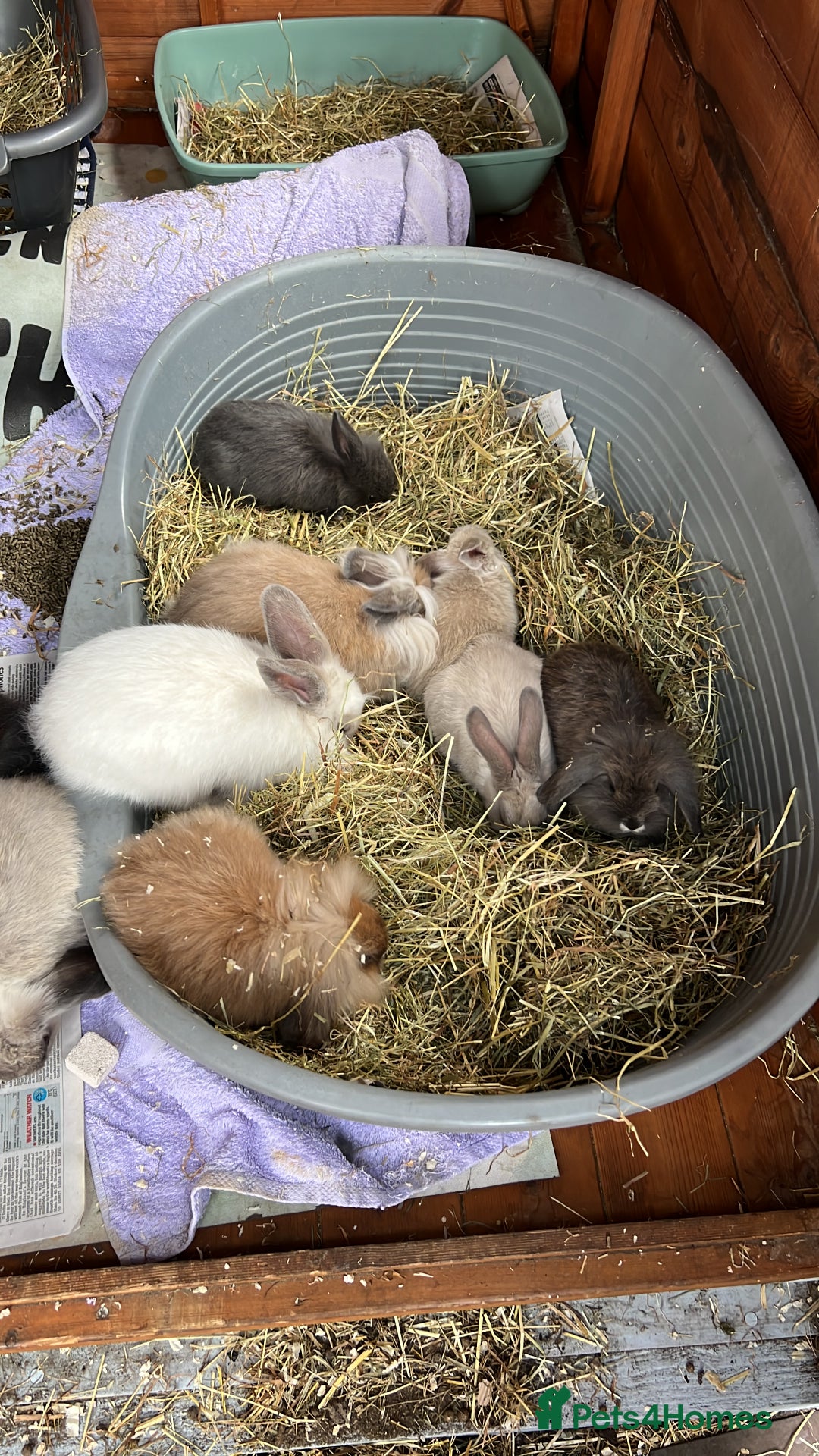 Mini Lop rabbits for sale: Mix of loo , lionhead  - Image 5
