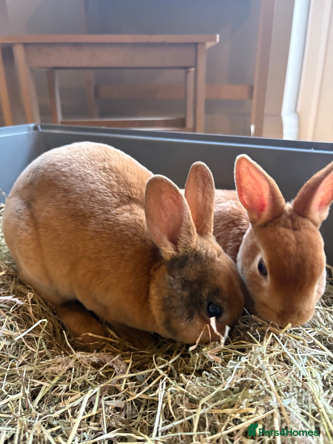 Rex rabbits for sale: Mini Rex Bunnies  - Advert 4