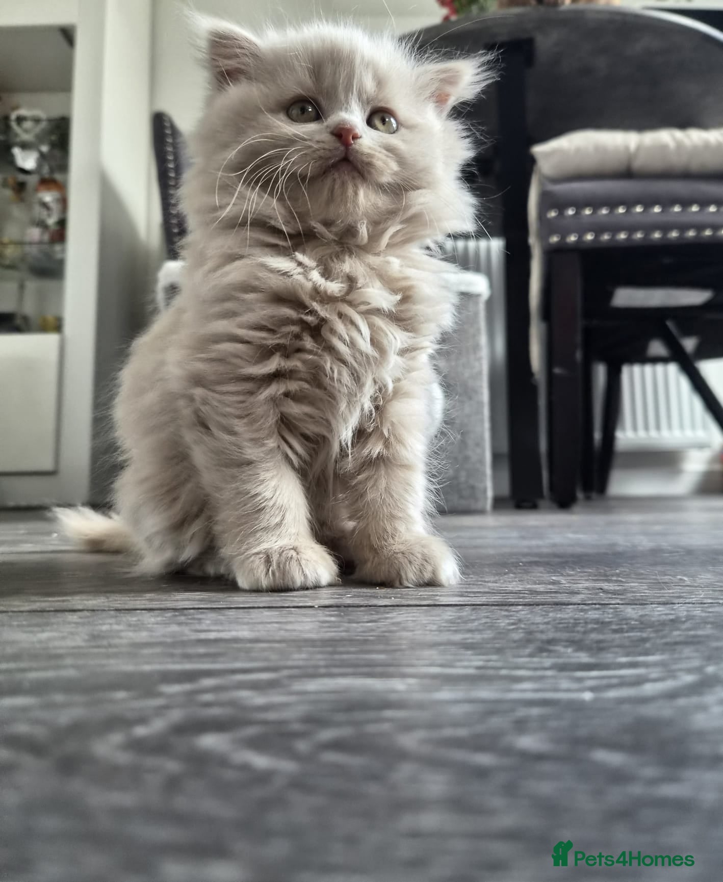 Scottish Fold cats Scottis stright female  - Advert 2