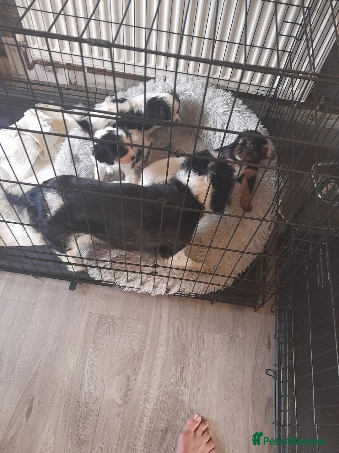 King Charles Spaniel dogs for sale: Beautiful cavalier king charles puppy's for sale  - Advert 1
