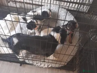 King Charles Spaniel dogs Beautiful king charles cavalier puppy's for sale - Advert 14