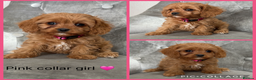 Cavapoo dogs for sale: Beautiful F1 Cavapoos - Advert 3