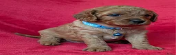 Cavapoo dogs for sale: Adorable Cavapoo Puppies From Licensed Breeder - Advert 7