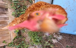 Chickens poultry for sale: Healthy, Happy ISA Brown Hen - Image 9