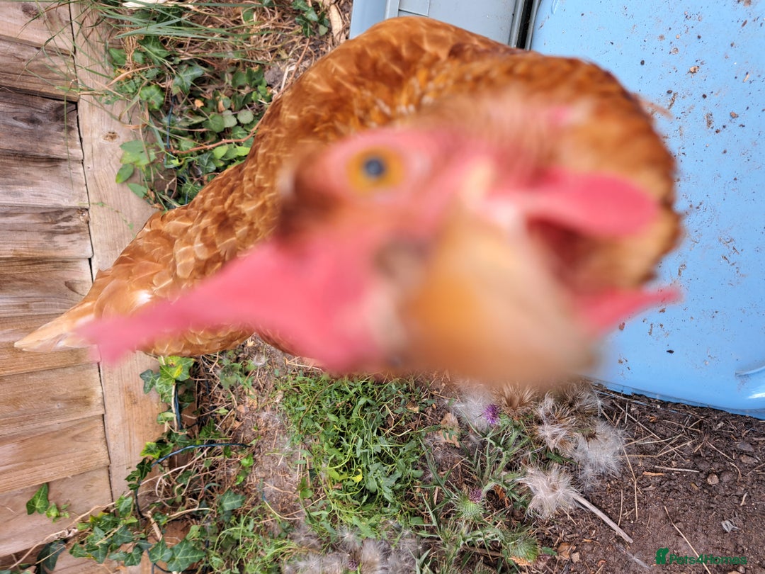 Chickens poultry for sale: Healthy, Happy ISA Brown Hen - Image 9