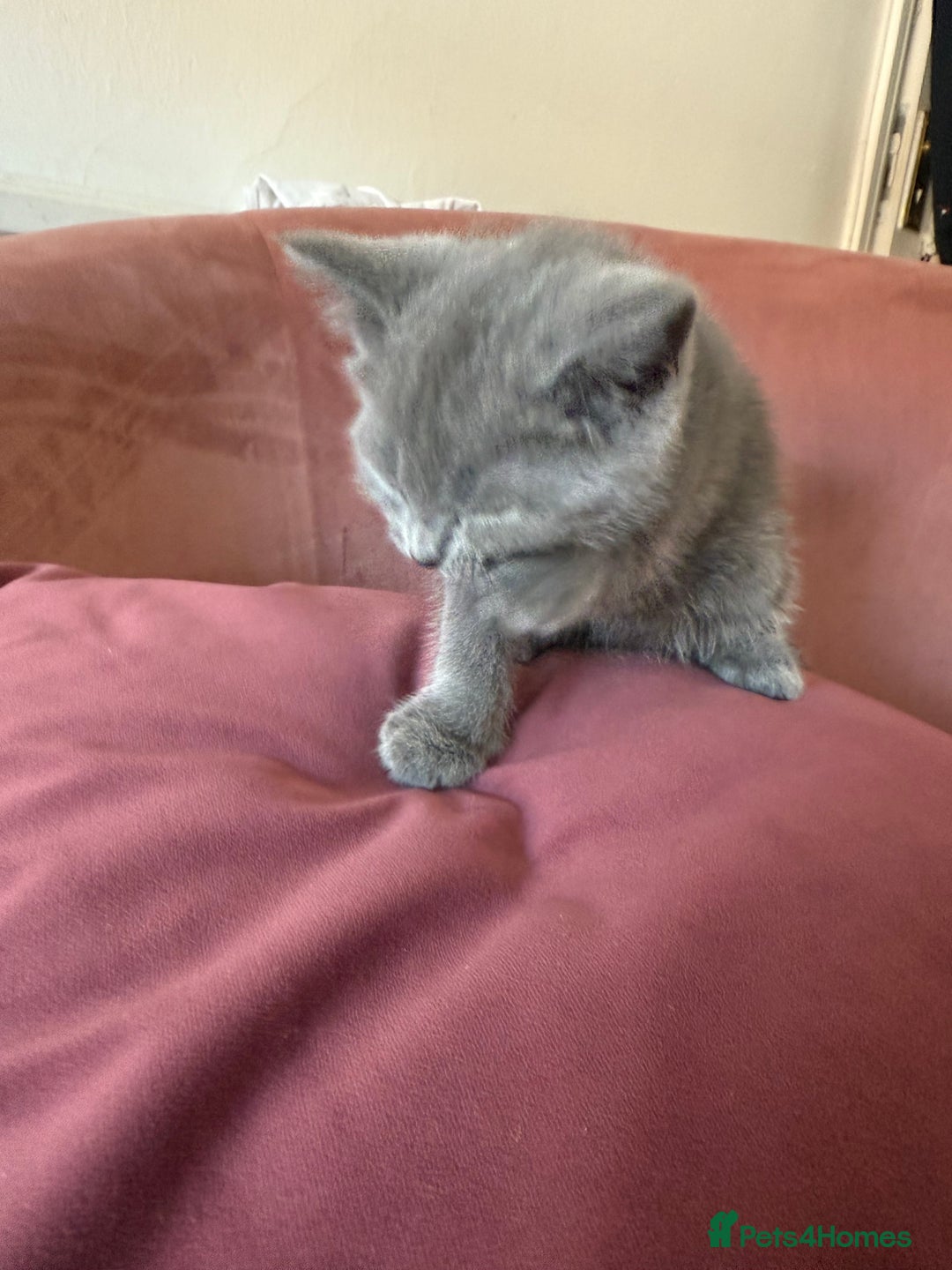 British Shorthair cats for sale: British Shorthair Kittens, 5 weeks free Insurance - Image 7