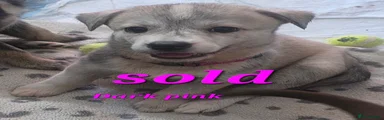 Dark pink collar