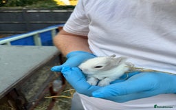 Lionhead rabbits for sale: 4x beautiful lion head bunnies for sale - Image 7