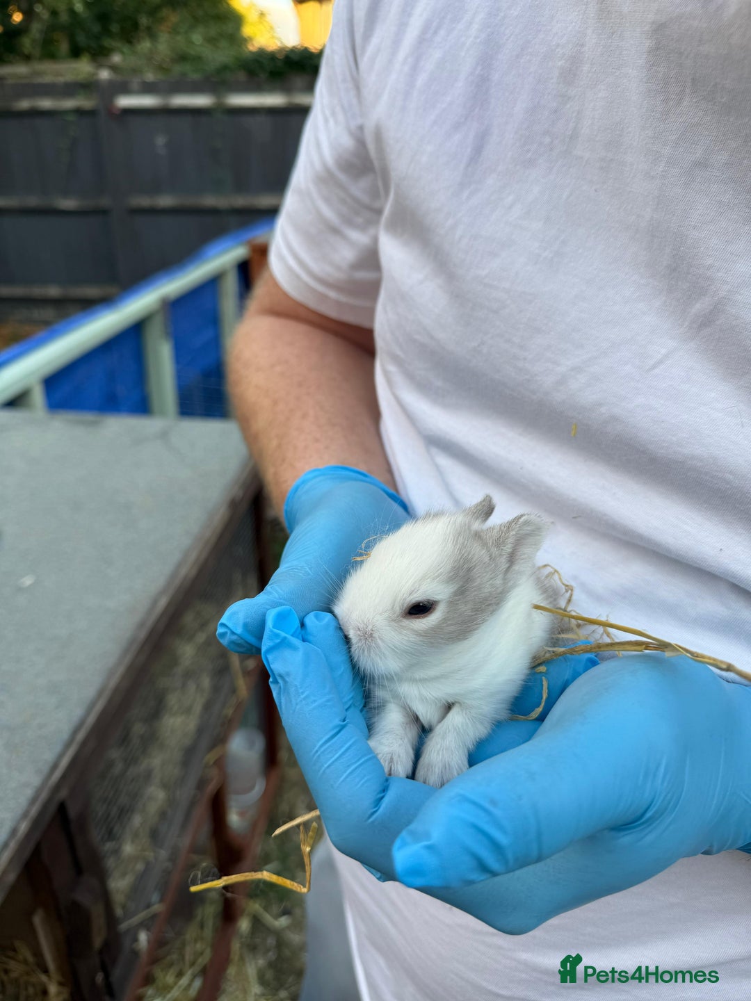 Lionhead rabbits for sale: 4x beautiful lion head bunnies for sale - Image 7
