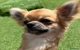 Chihuahua dogs for sale: Gorgeous Longcoat little boy - Image 6