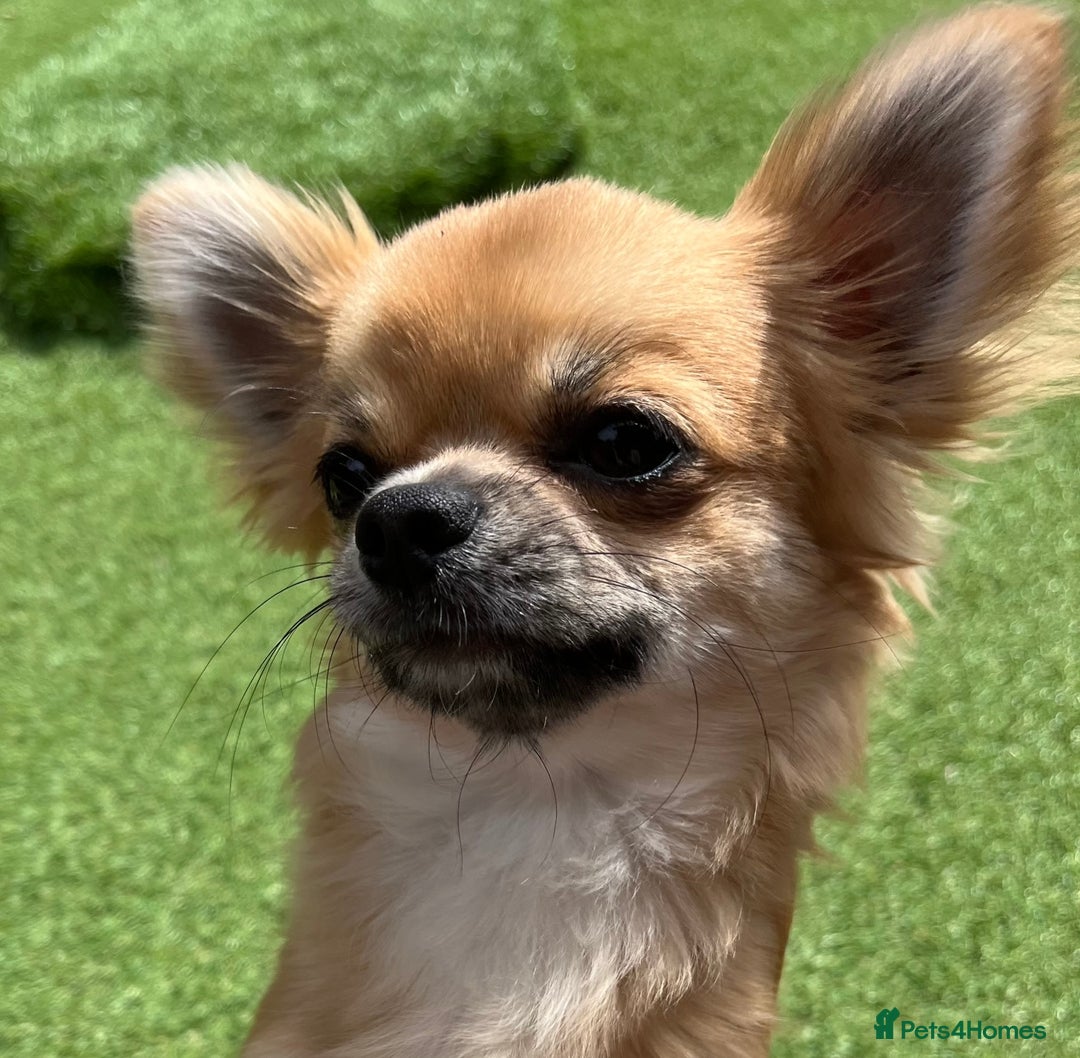 Chihuahua dogs for sale: Gorgeous Longcoat little boy - Image 6
