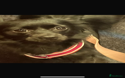 Pomchi dogs for sale: Dog for sale  - Image 1