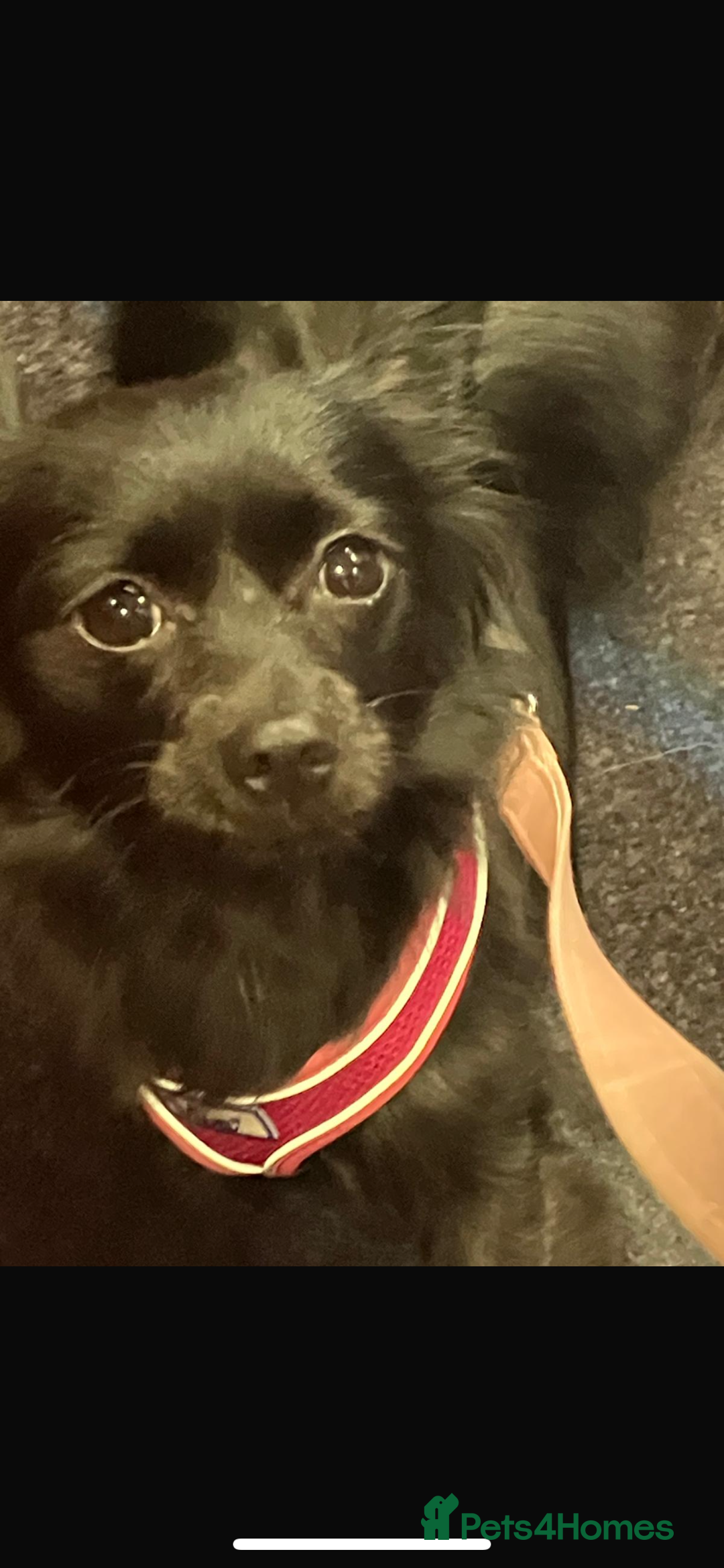 Pomchi dogs for sale: Dog for sale  - Image 1