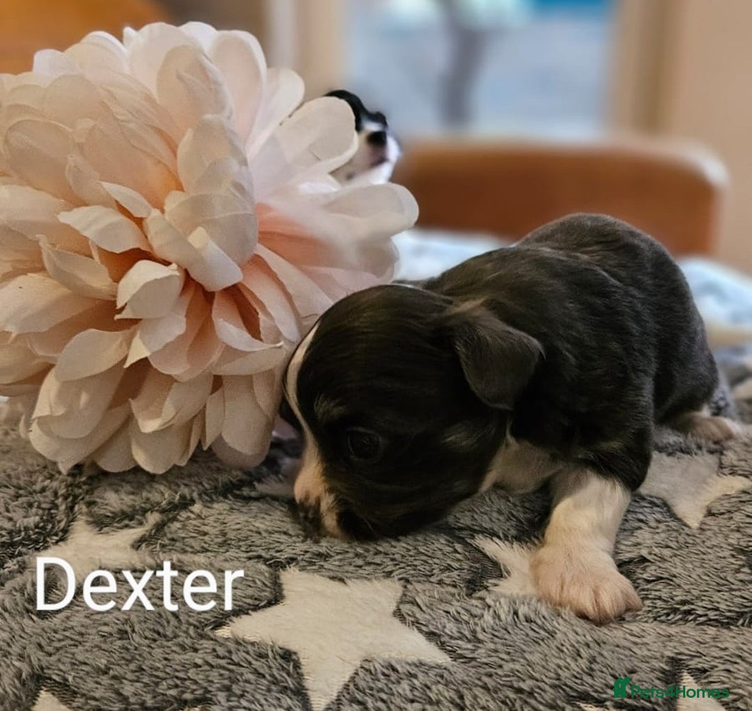 Chihuahua dogs for sale: ✨ Stunning KC long coat BOYS only✨ - Image 5