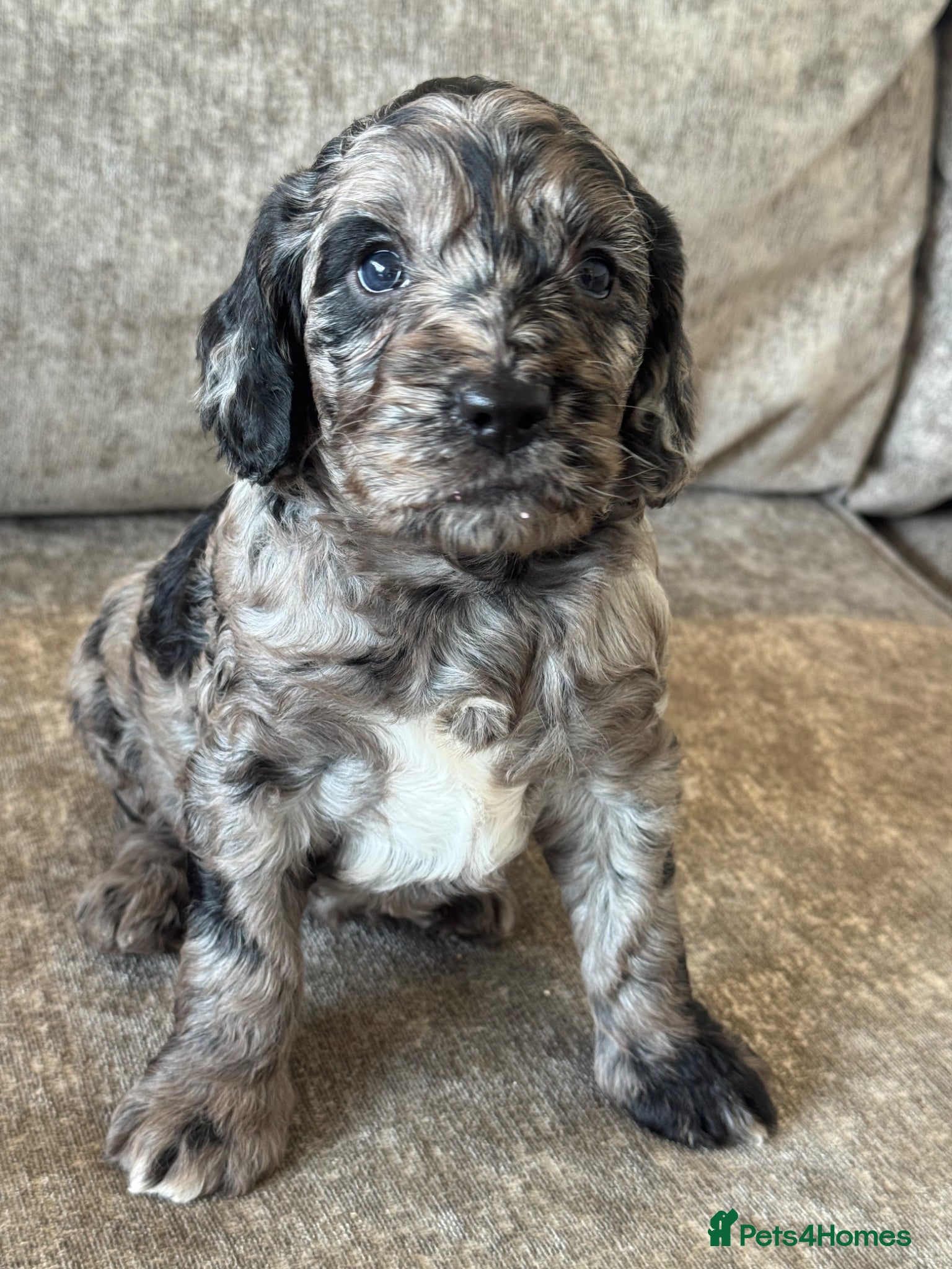 Cockapoo dogs MERL & CHOCOLATE F1COCKERPOOS HEALTH TESTED PARENT - Advert 2