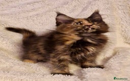Maine Coon cats for sale: 🌟Ready to leave 4 XL Maine Coons active available - Image 12
