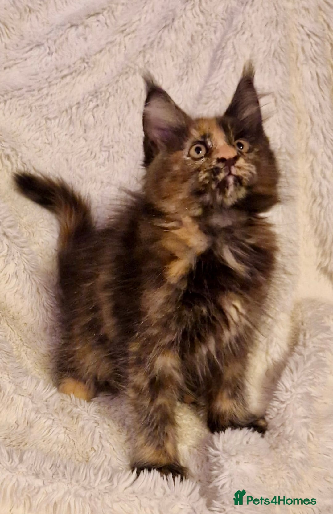Maine Coon cats for sale: 🌟Ready to leave 4 XL Maine Coons active available - Image 12