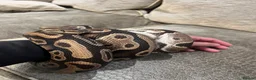 Python Snake reptiles for sale: Alora - dazzling, huge and very tame - Advert 9