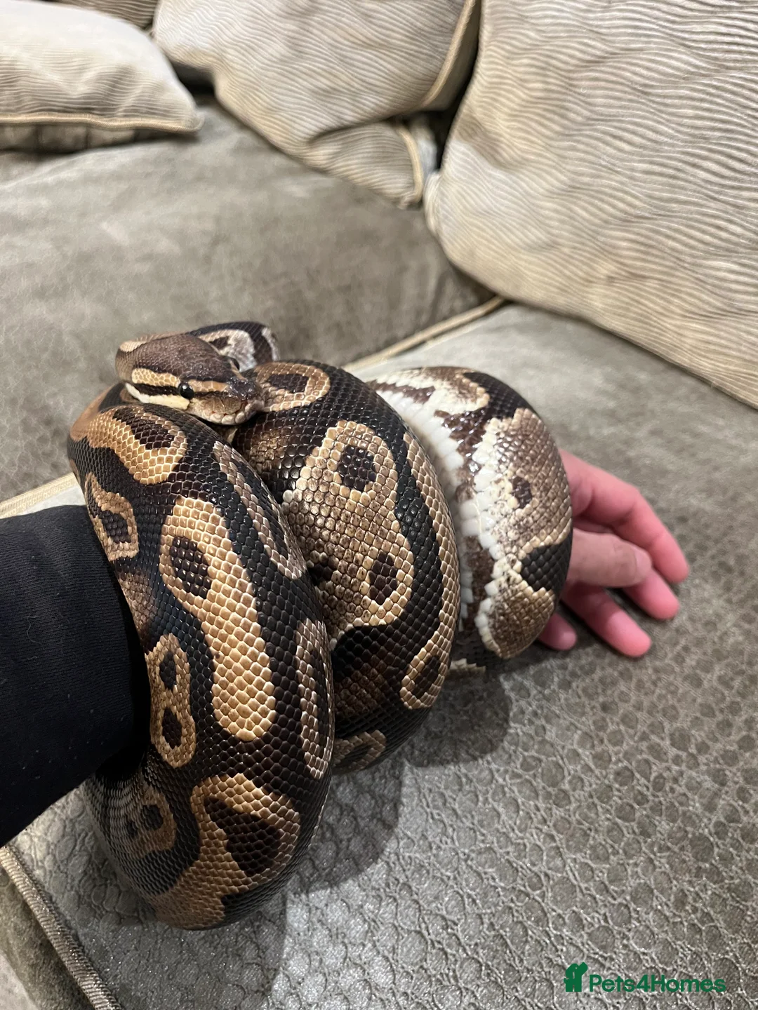 Python Snake reptiles for sale: Alora - dazzling, huge and very tame - Advert 9