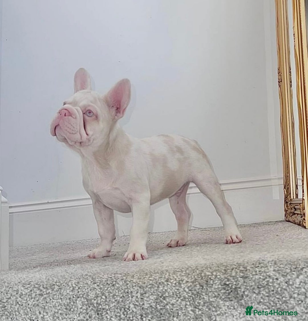 French Bulldog dogs for sale: KC reg 4 panel health test + DNA Male Frenchie Pup - Advert 27
