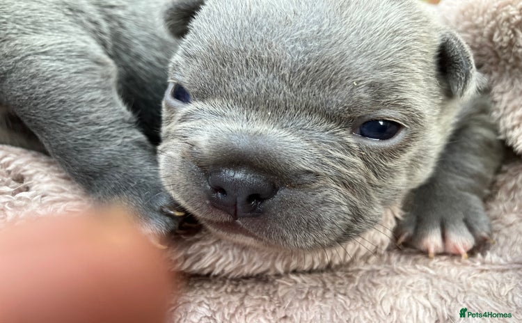 French Bulldog dogs - Advert 3