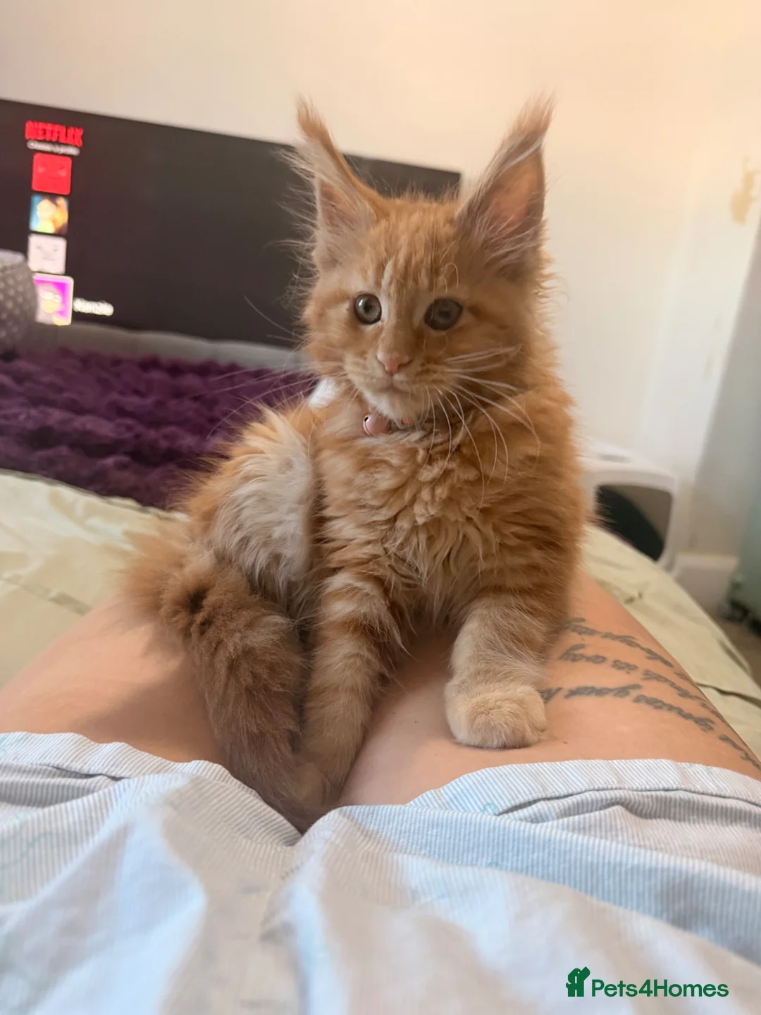 Maine Coon cats for sale: Maine Coon kitten  in Wakefield - Advert 12