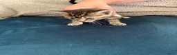 Mixed Breed cats for sale: Beautiful kittens looking for loving homes  - Advert 6