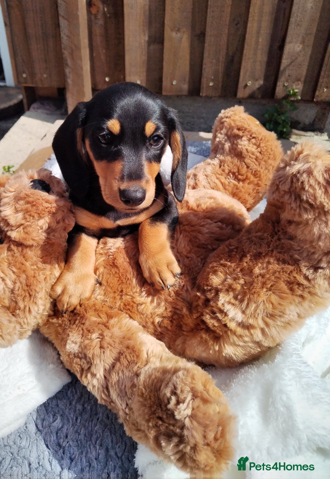 Miniature Dachshund dogs for sale: Mini dachshund  - Image 21