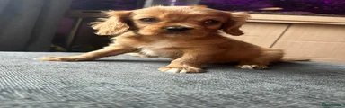 Cavalier King Charles Spaniel Puppy 1