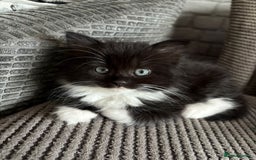 British Longhair cats for sale: Long haired British blue - Image 1