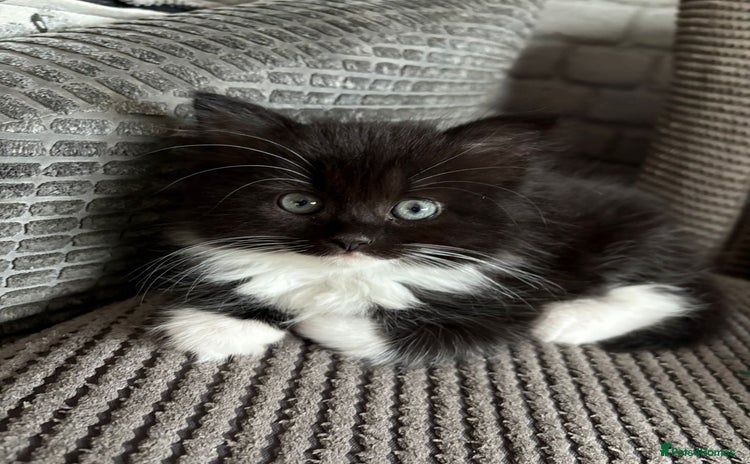British Longhair cats - Advert 1