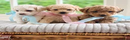 Mixed Breed dogs for sale: Stunning Shichon-poo teddies - Advert 14
