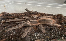 Tarantulas invertebrates for sale: Pink salmon tarantulas  - Advert 3