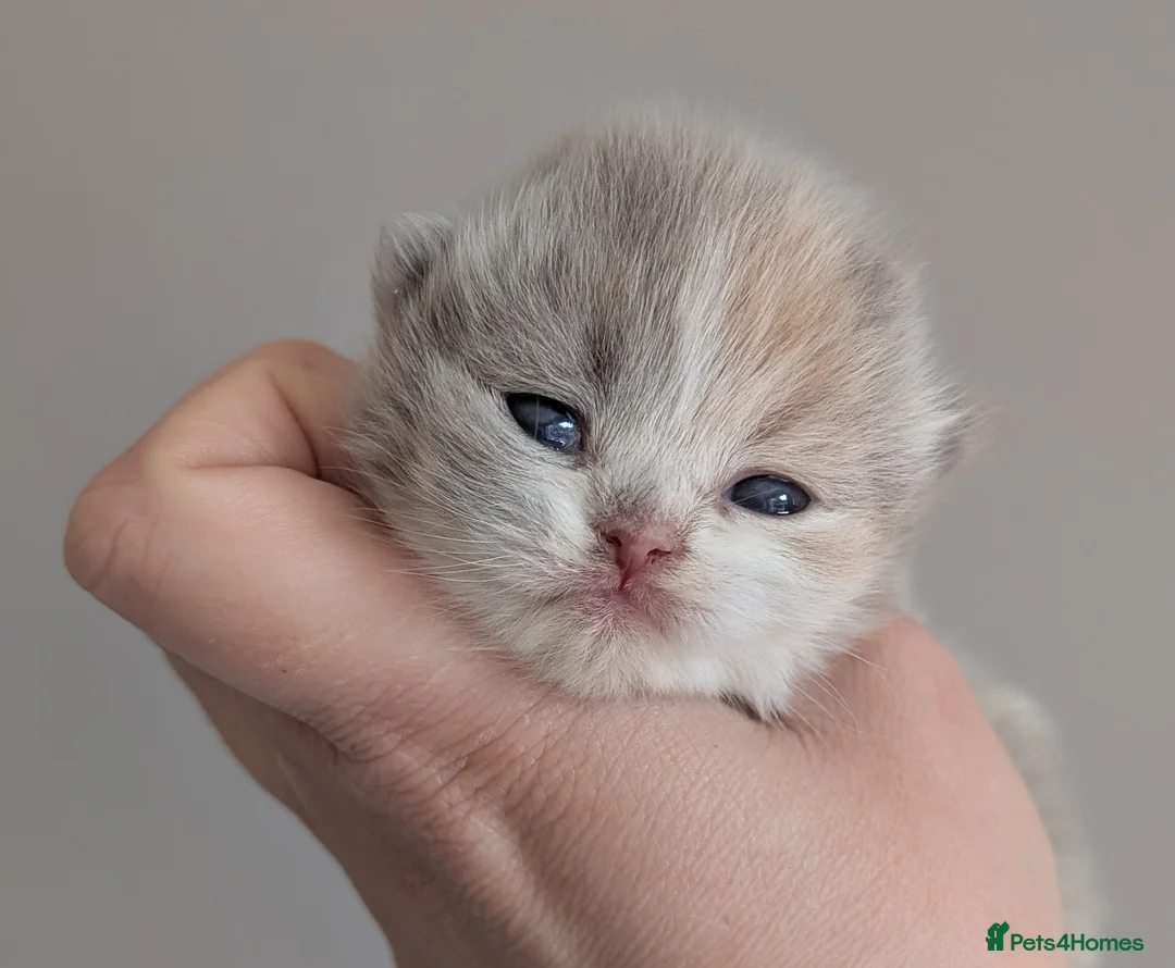 British Shorthair cats for sale: Gorgeous British shorthair kittens and 1 longhair  - Advert 24