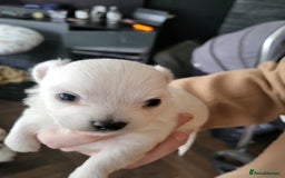 Chihuahua dogs for sale: Chihuahua puppy  - Image 3