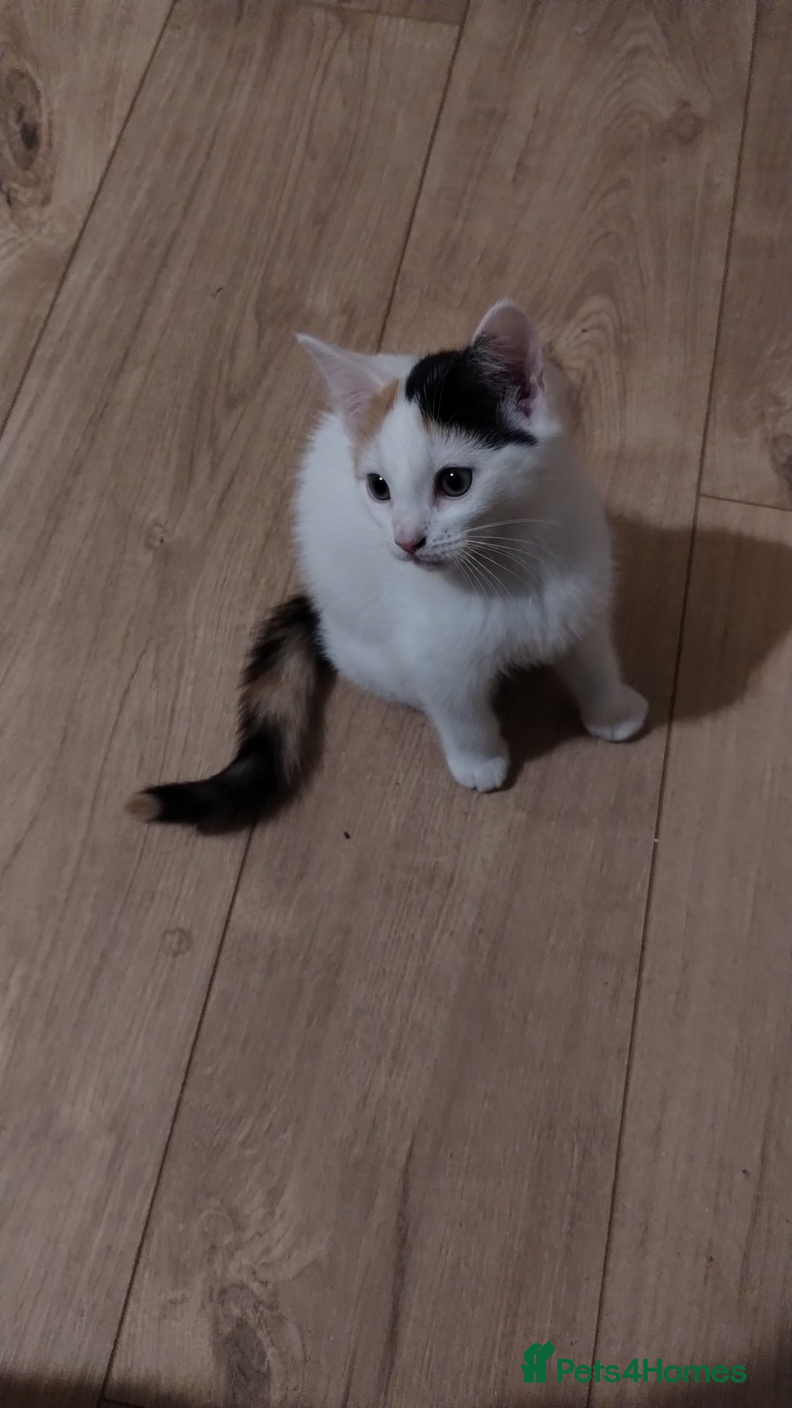 Mixed Breed cats Female kittens beautiful nature  - Advert 6