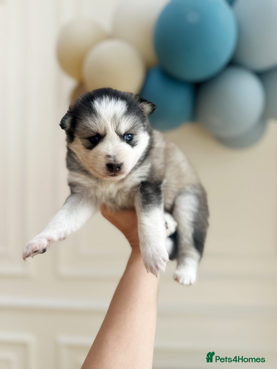 Pomsky dogs for sale: Blue-Eyed Pomskies Seeking Their Forever Homes 💫 - Image 7