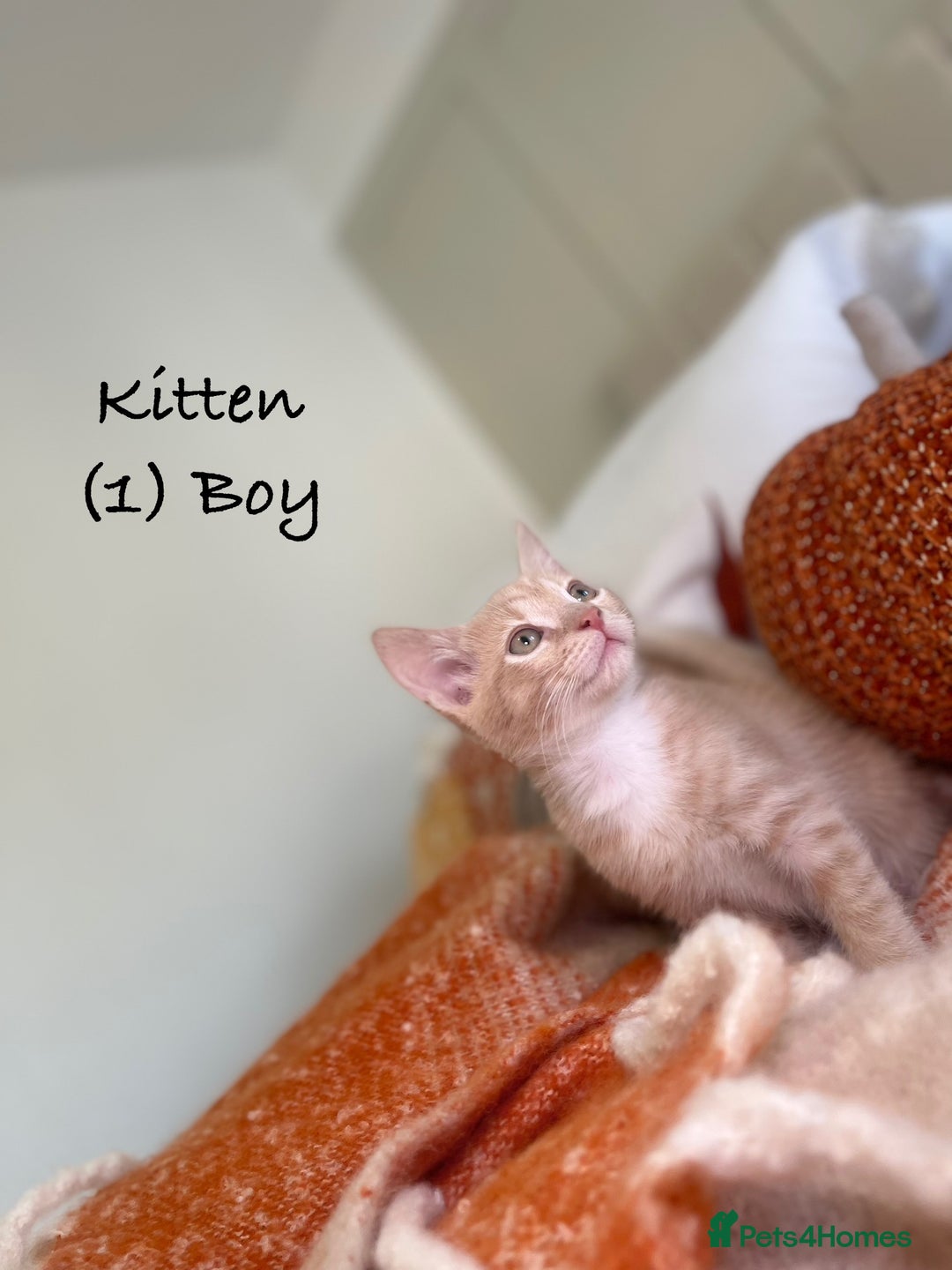 Mixed Breed cats for sale: Stunning kittens 8 weeks old ready now  - Image 3