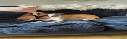 Whippet dogs for sale: KC BEAUTIFUL BOY - Advert 5