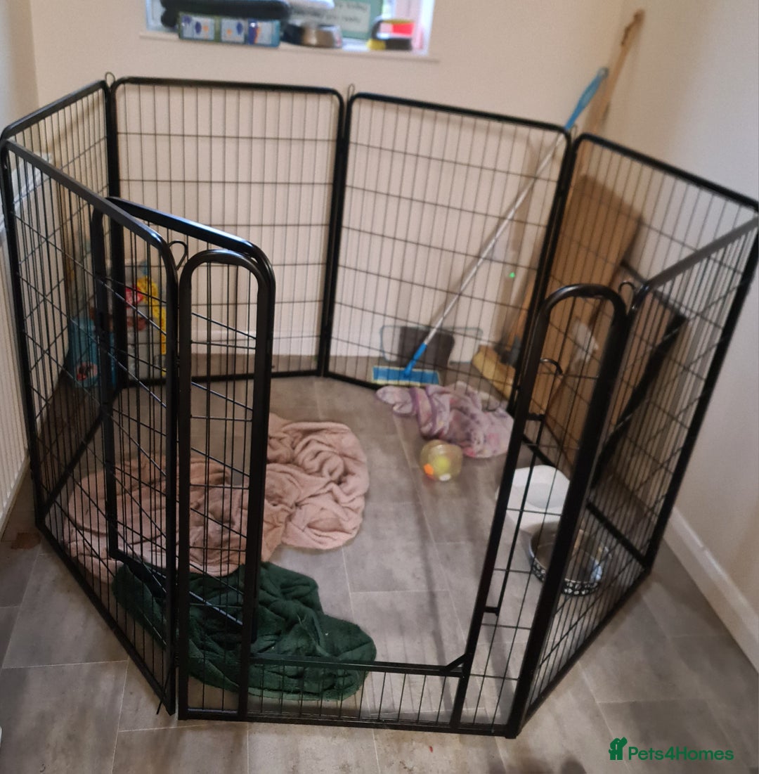 Labrador Retriever dogs for sale: Red Fox Labrador  - Advert 5