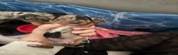 Miniature Dachshund dogs for sale: 4 adorable miniature daschund pups - Advert 11