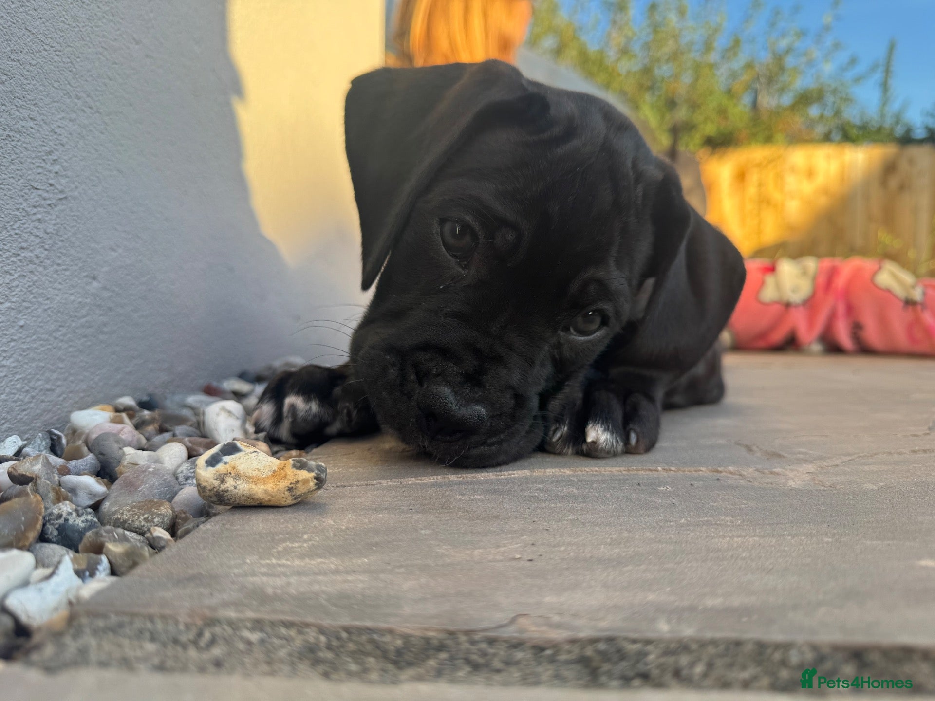 Mixed Breed dogs 5 Cane Corso cross mastiff chunky puppies - Advert 2