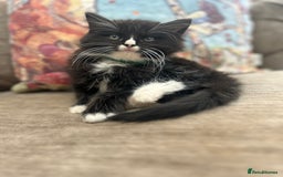 Ragdoll cats for sale: Ragdoll X beautiful balls of fluff  - Image 1