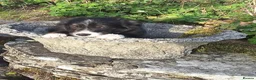 Border Collie dogs for sale: Adorable border collies looking for forever home - Advert 6