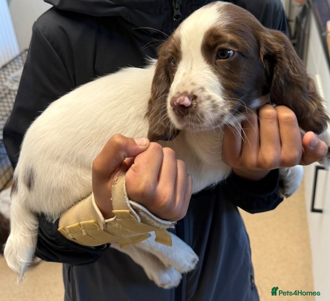 English Springer Spaniel dogs for sale: 1 boy springer spaniel  - Image 2