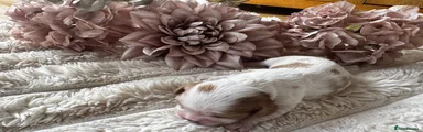Cavalier King Charles Spaniel 3